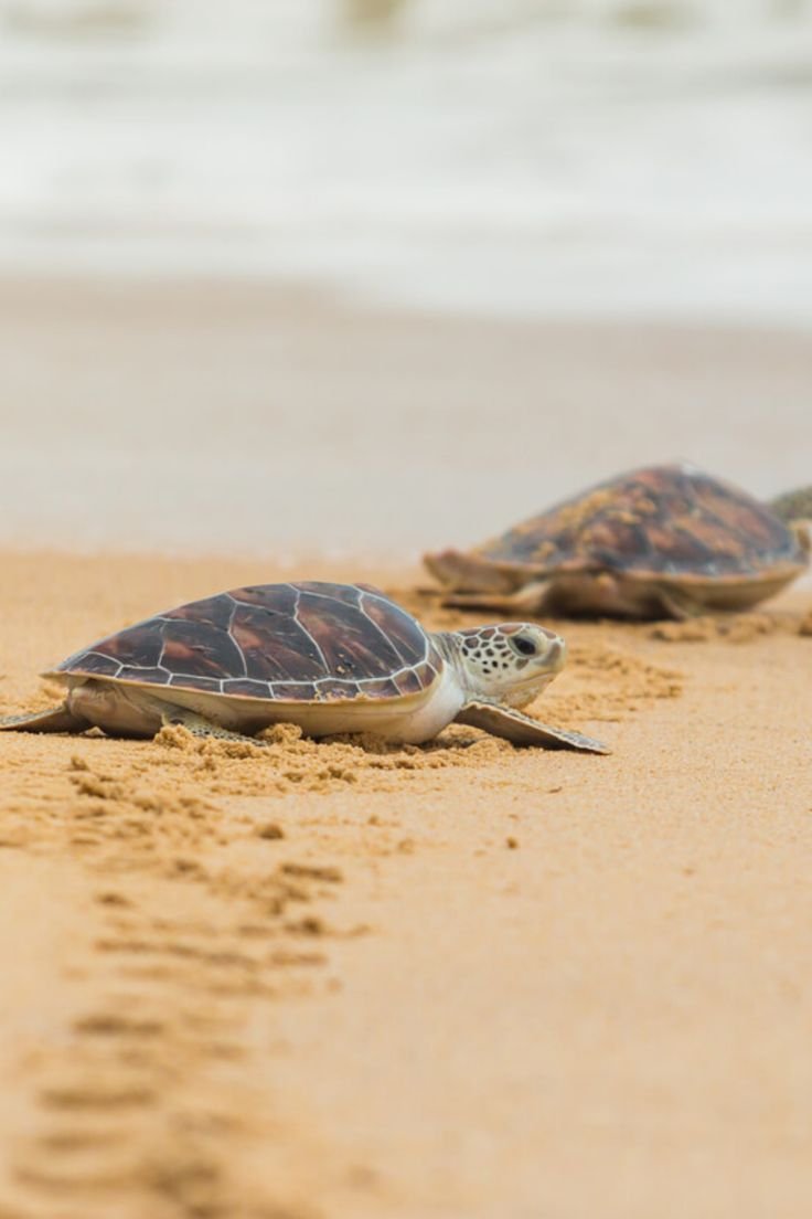 Diglipur - North Andaman Adventure